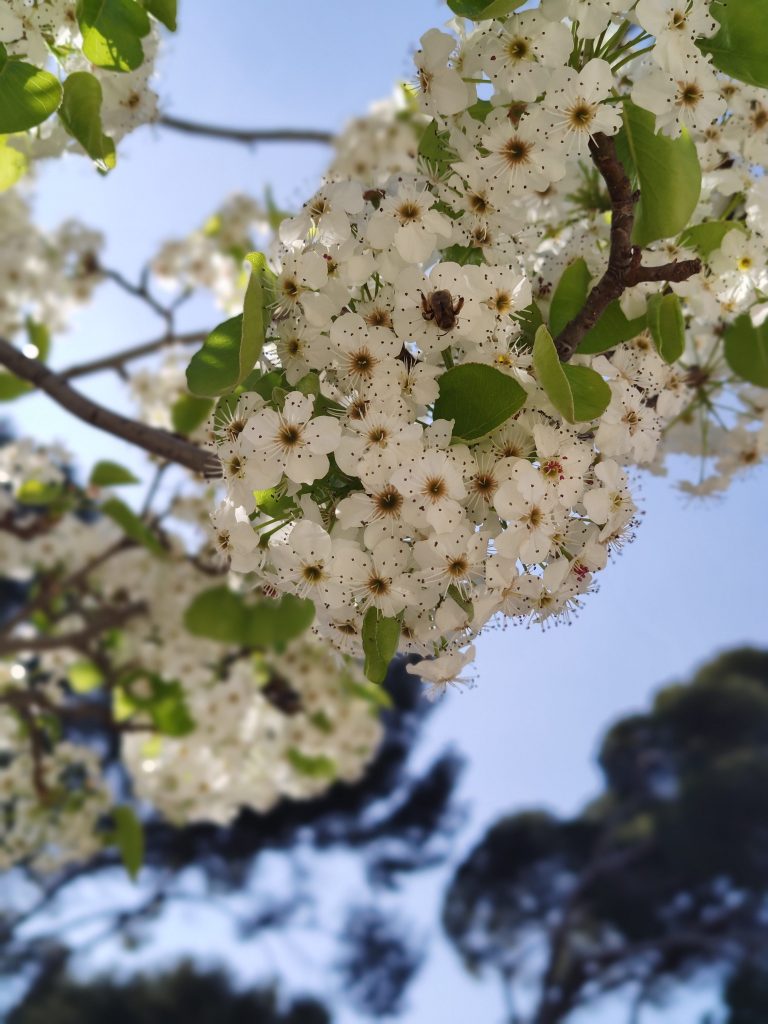 Ruta por el barrio de Pedralbes