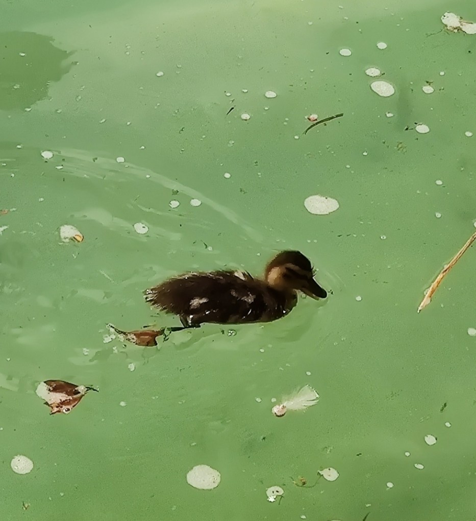 Ruta por el barrio de Sant Pere, Santa Caterina i la Ribera (Barcelona)