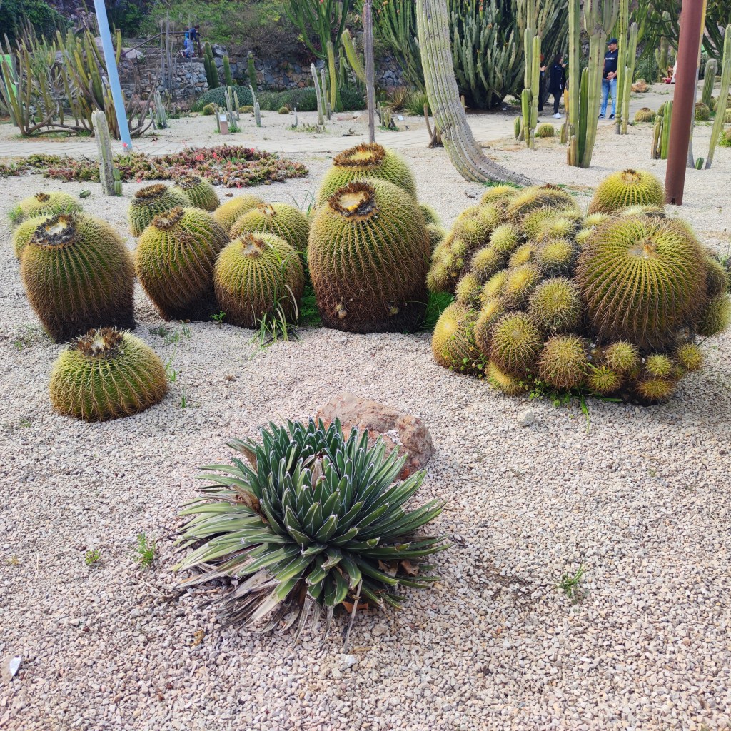 Jardins Mossèn Costa i Llobera